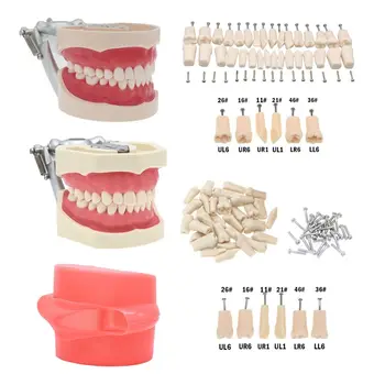 Стоматологическая модель зубов Typodont с ввинчивающимися зубьями и имитацией Щеки fit Kilgore NISSIN 200/500 Type M8011 M8012