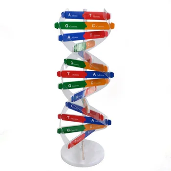 Научно-популярные обучающие игрушки, Модель двойной спирали человеческого Гена ДНК, биологическая наука 